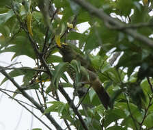 Image of Cinnamon-bellied Saltator