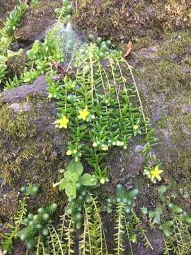 Image of Sedum greggii Hemsl.