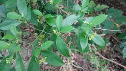 Image of Euonymus nitidus Benth.