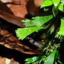 Image of moss fern