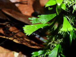 Image of moss fern