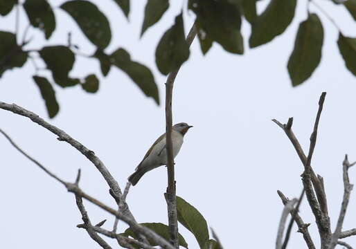 Imagem de Conopophila rufogularis (Gould 1843)