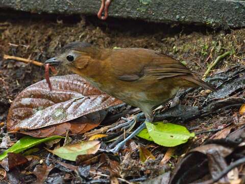 Image of Rusty-tinged Antpitta