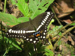 Image of Papilio lormieri Distant 1874