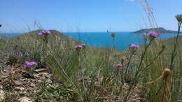 Image of Dianthus pseudarmeria M. Bieb.