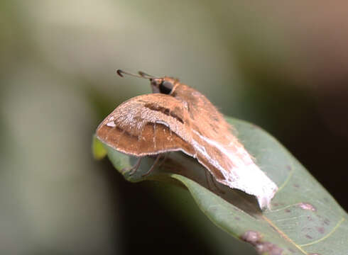 Image of <i>Odontoptilum <i>angulata</i></i> angulata