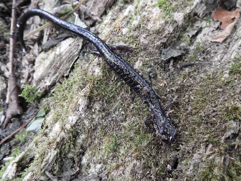 Image of Peaks Of Otter Salamander