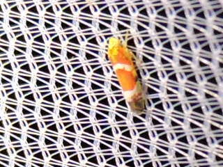 Image of Grapevine Leafhopper