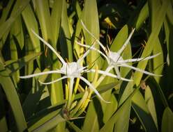 Image of beach spiderlily