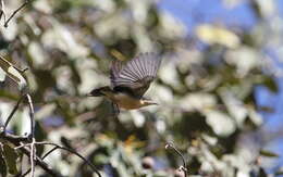 Image of Yellow-bellied Hyliota