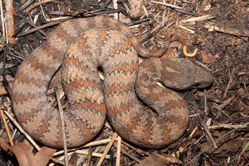 Image of Northern death adder