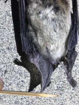 Image of Yuma Myotis