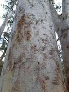 Image of scribbly gum
