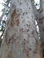 Image of Eucalyptus racemosa Cav.