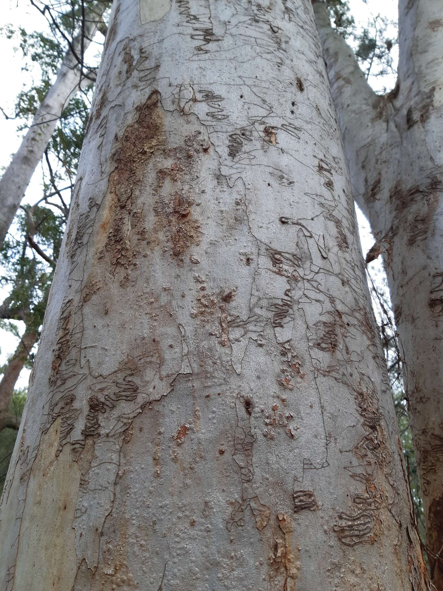 Image of scribbly gum