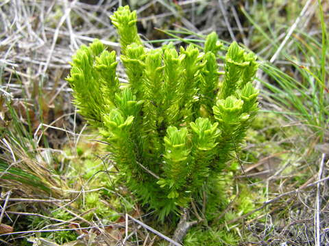 Image of Fir Club Moss