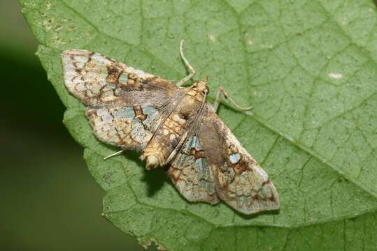 Image of Sweetpotato vineborer