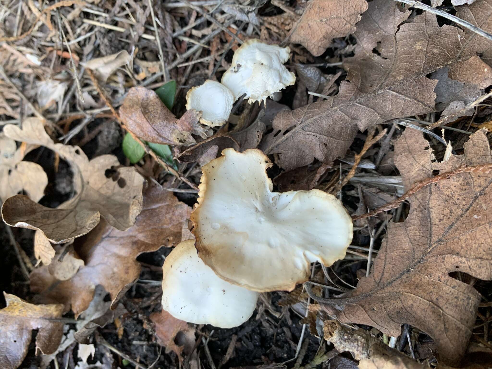 Image of Hygrocybe russocoriacea (Berk. & T. K. Mill.) P. D. Orton & Watling 1969