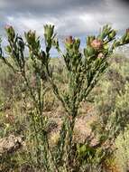 Image of Leucadendron stelligerum I. Williams