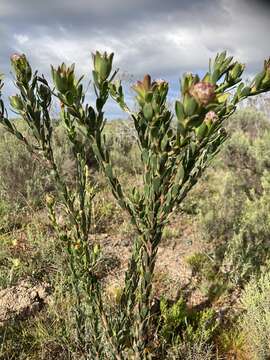 Imagem de Leucadendron stelligerum I. Williams