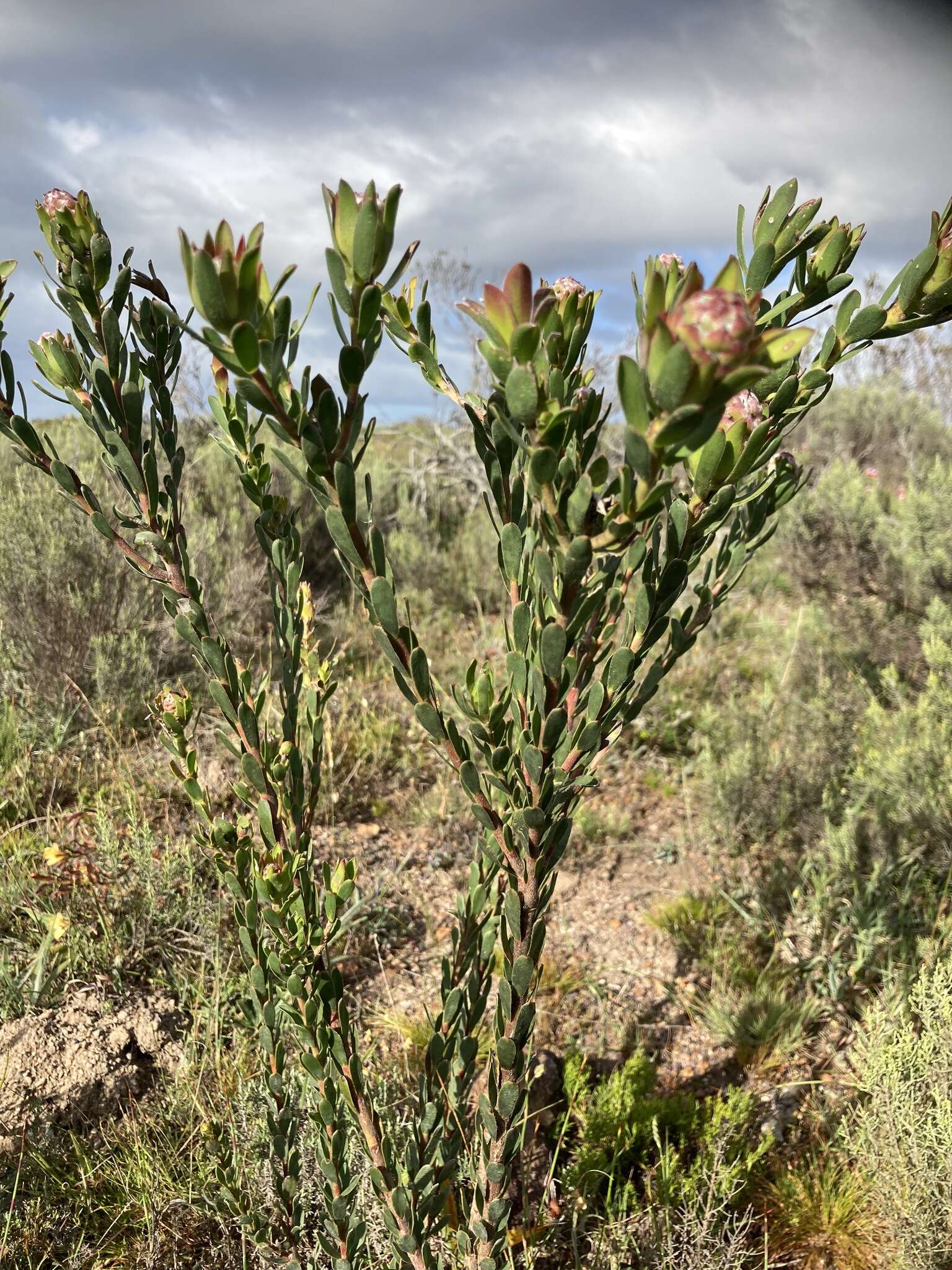 Image of Leucadendron stelligerum I. Williams