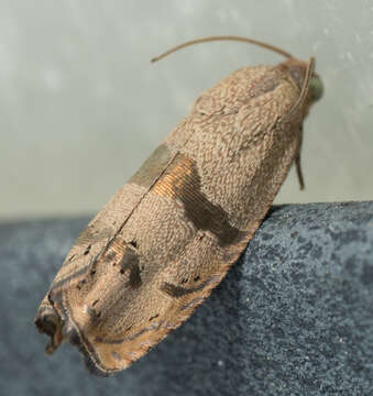 Image of Filbertworm Moth