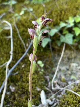 Steveniella satyrioides (Spreng.) Schltr. resmi