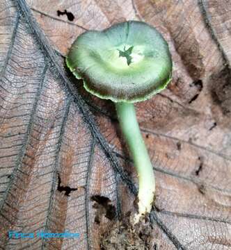 Image de Hygrocybe prieta Lodge & Pegler 1990