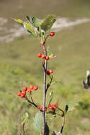 Image of Hedlundia armeniaca