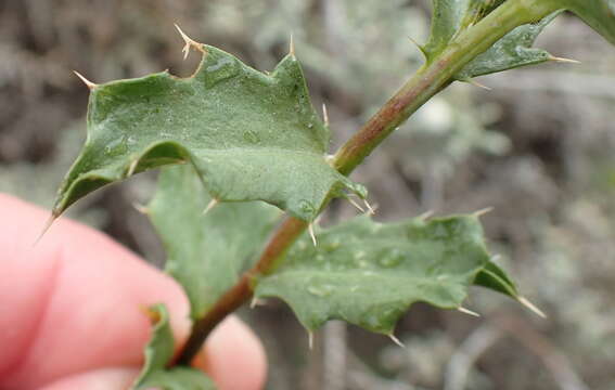 Sivun Berkheya spinosa (L. fil.) Druce kuva