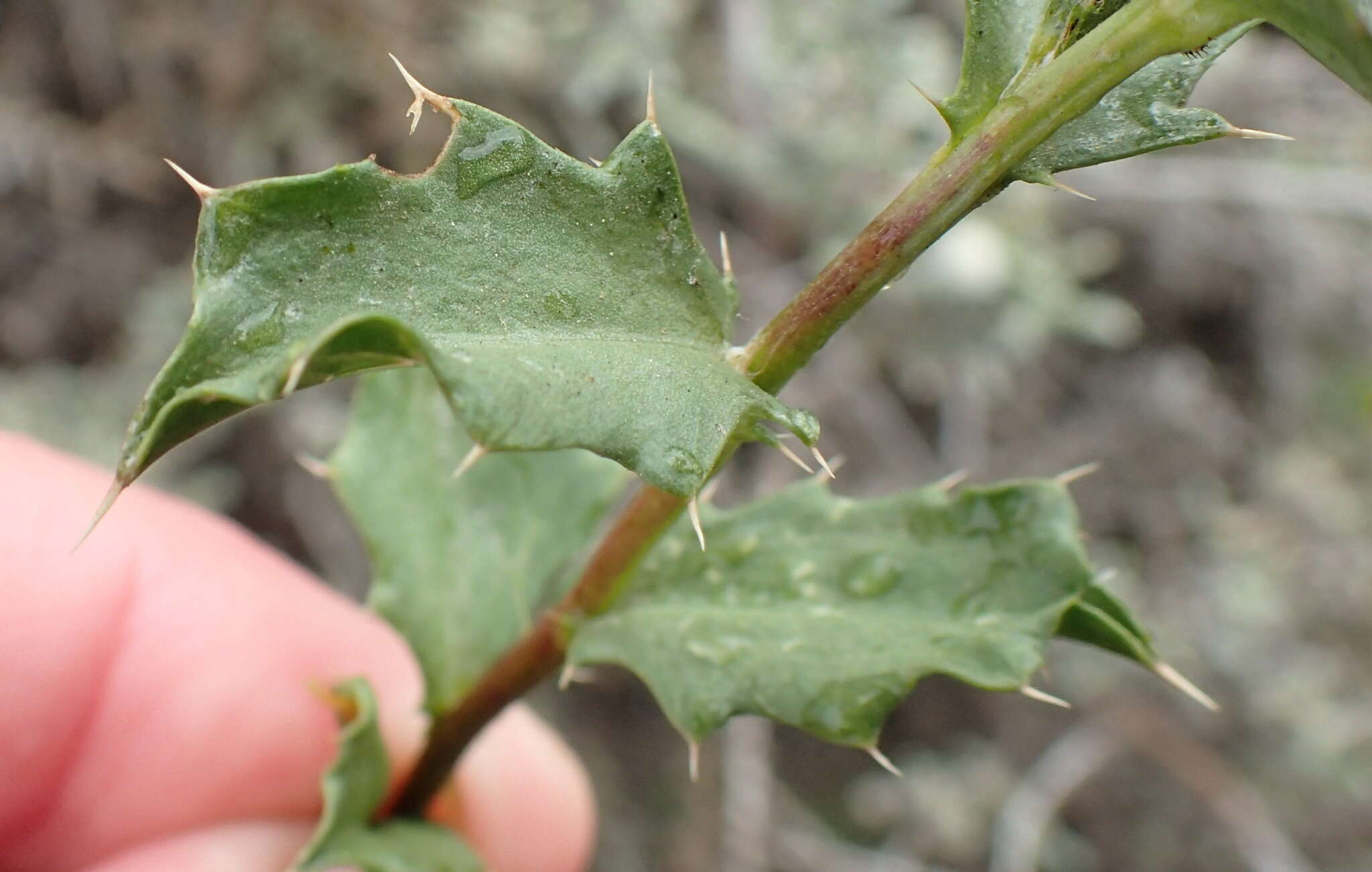 Imagem de Berkheya spinosa (L. fil.) Druce