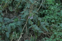 Imagem de Stachys grandidentata Lindl.