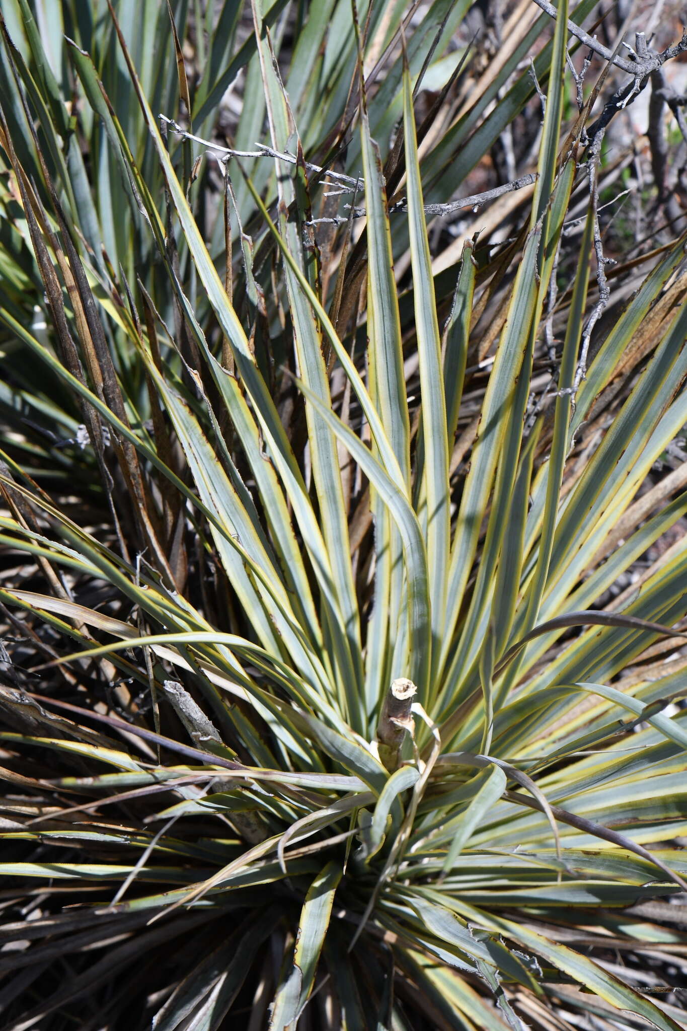 Image of San Angelo yucca