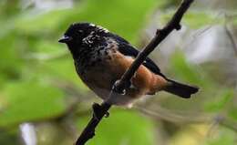 Image of Spangle-cheeked Tanager