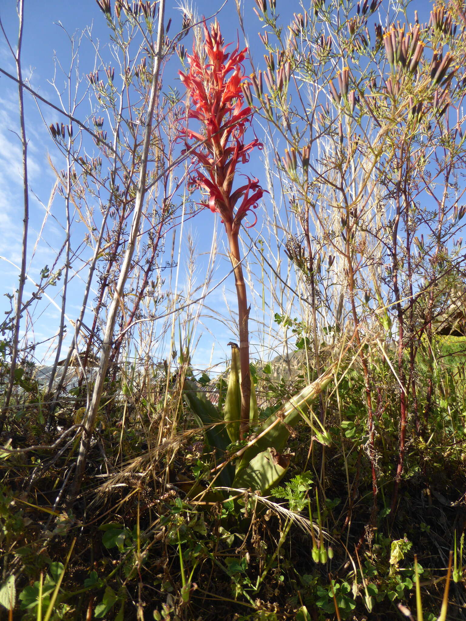 Porphyrostachys pilifera (Kunth) Rchb. fil.的圖片