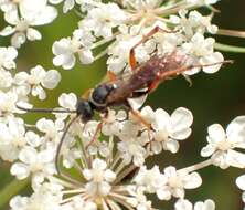 Image of Spider wasp