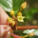 Frangula purshiana subsp. purshiana resmi