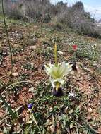 Image of Iris tuberosa L.