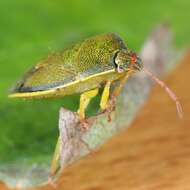 Image of Piezodorus lituratus (Fabricius 1794)