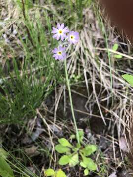 Plancia ëd Primula incana M. E. Jones