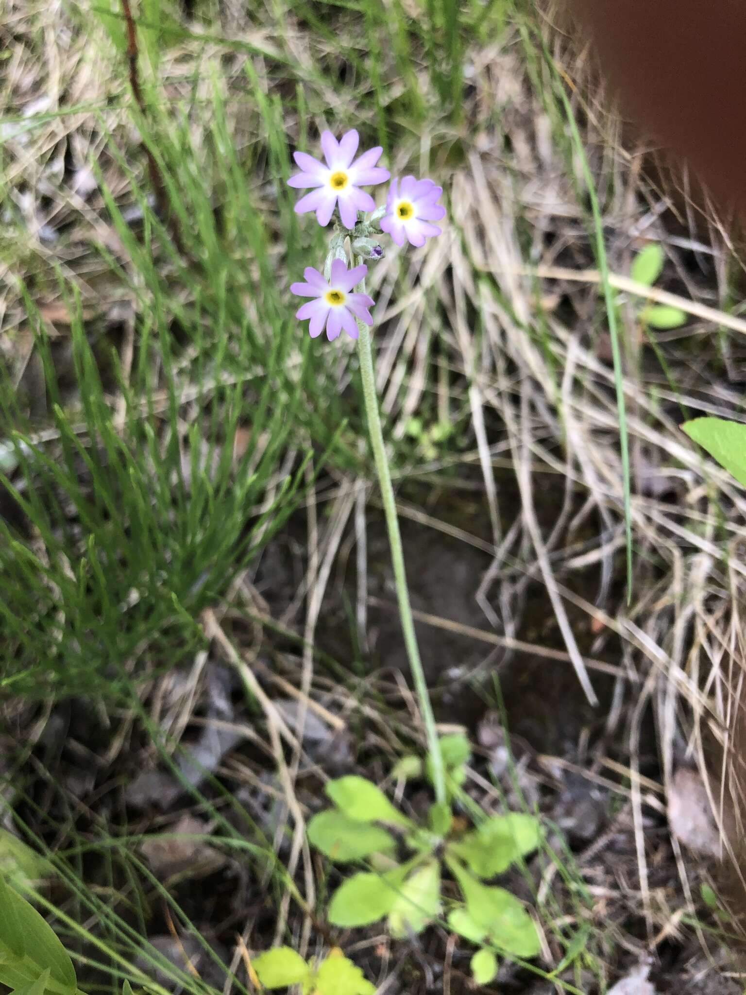 Plancia ëd Primula incana M. E. Jones