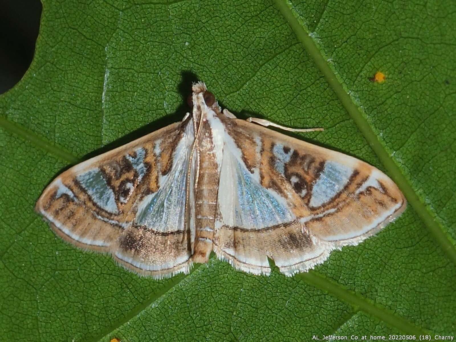 Image of Moth