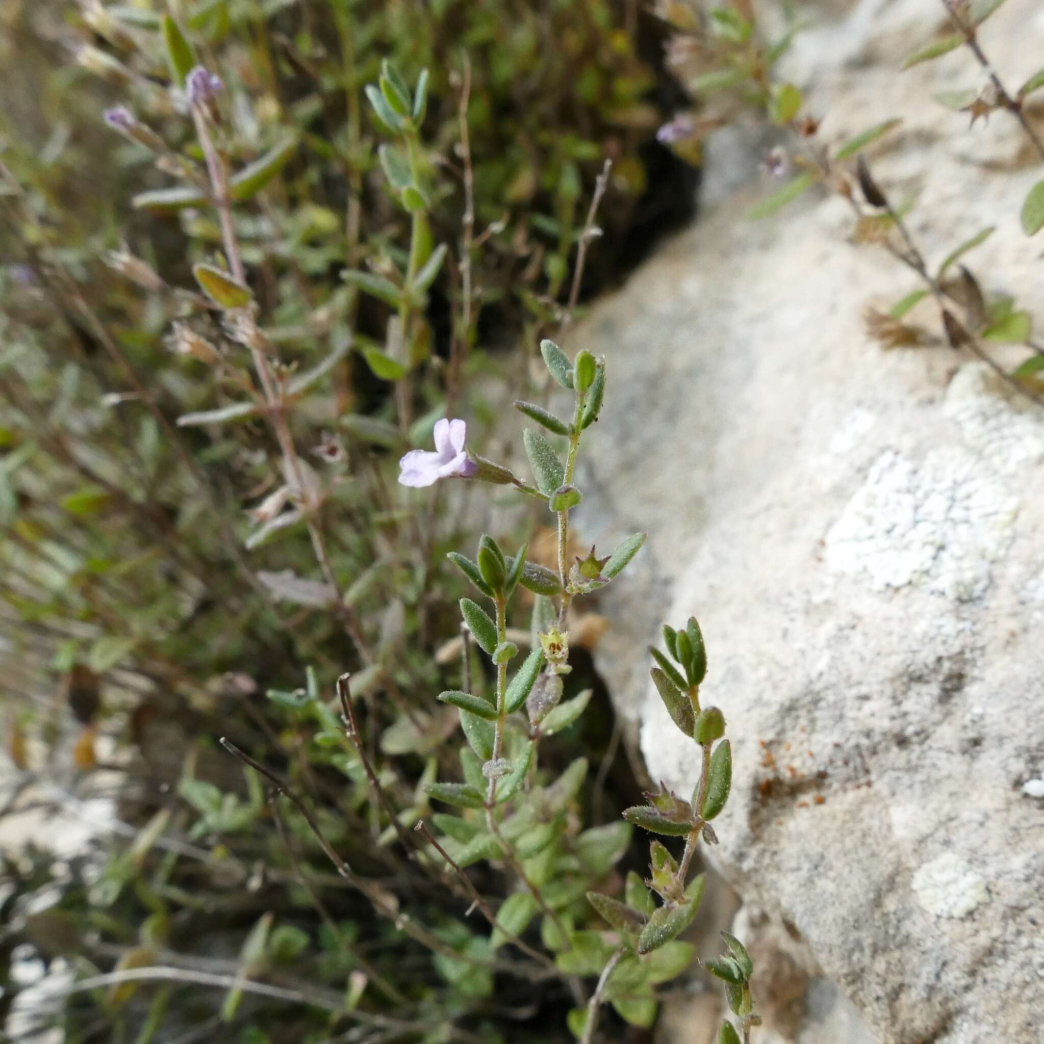 Image of Micromeria filiformis subsp. cordata (Moris) Pignatti