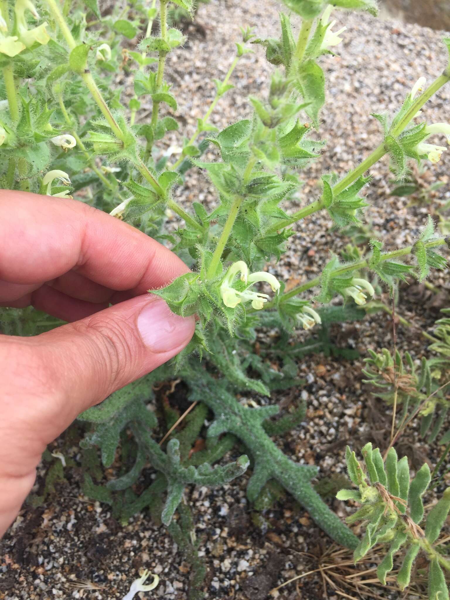 Image de Salvia ceratophylla L.