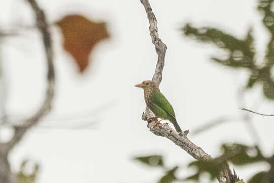 Psilopogon lineatus (Vieillot 1816) resmi