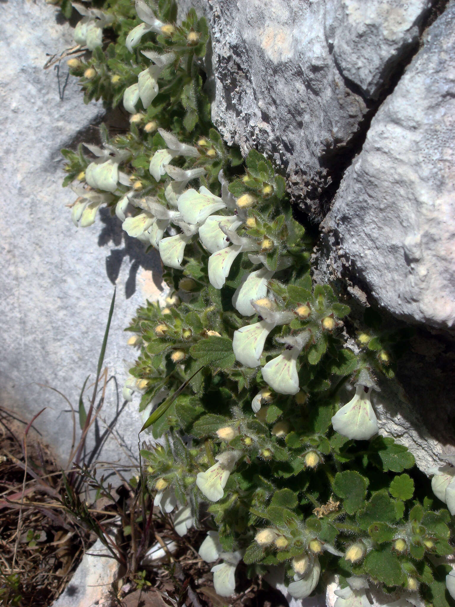 Image of Stachys corsica Pers.