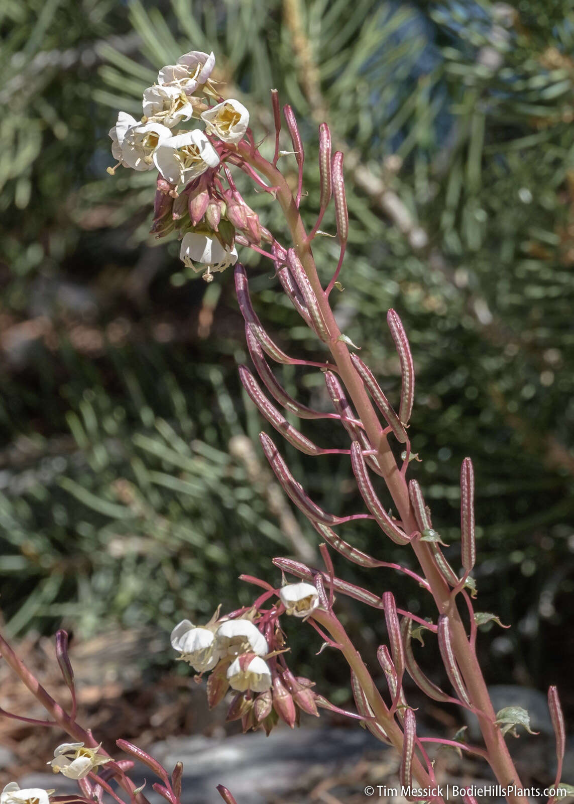 Imagem de Chylismia claviformis subsp. integrior (P. H. Raven) W. L. Wagner & Hoch