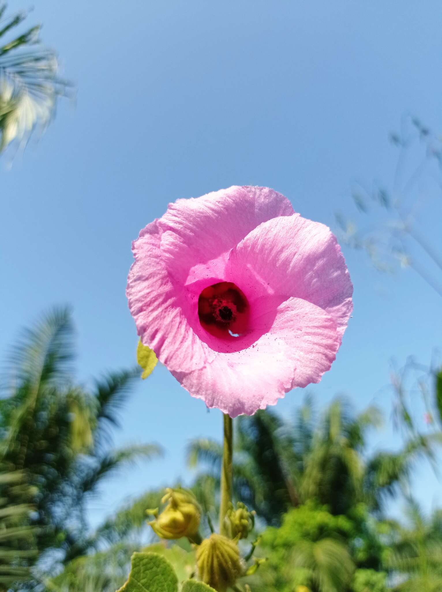 Sivun Hibiscus furcellatus Desr. kuva