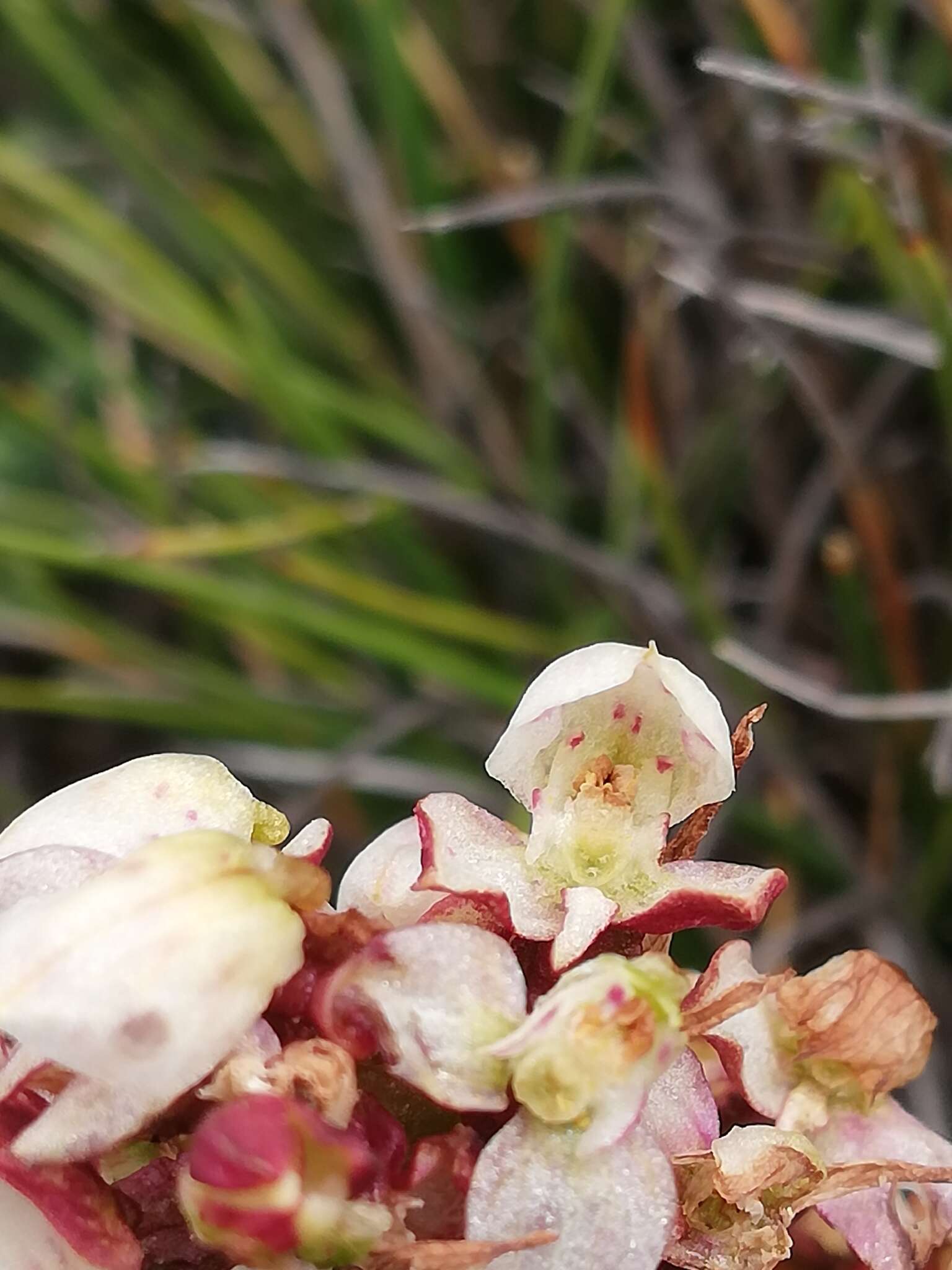 Image of Disa linderiana Bytebier & E. G. H. Oliv.