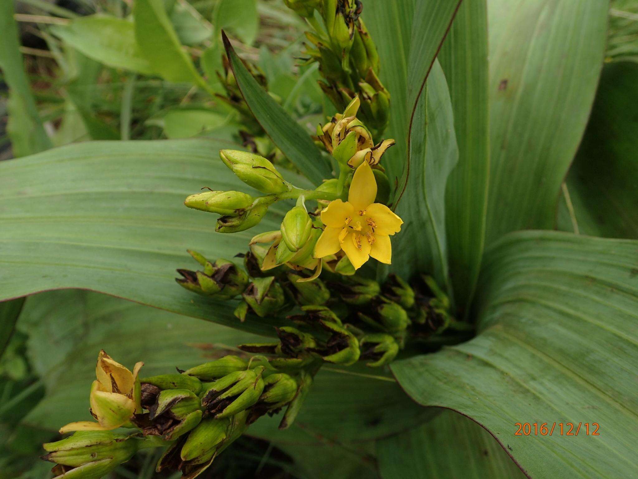 Image of Hypoxis colchicifolia Baker